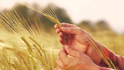 Sticker - agriculture ears of wheat. close-up farmer hands hold spikelets of wheat in agricultural field. agriculture business concept. farmer hands examining ears of wheat harvest close-up farm