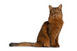Beautiful young adult Somali cat, sitting up side ways. Looking towards camera. Isolated on a white background.