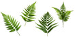 Fern plant isolated on transparent background. Tropical green leaves of fern plant with clipping path. Generative AI