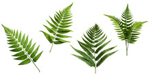 Fern Plant Isolated On Transparent Background. Tropical Green Leaves Of Fern Plant With Clipping Path. Generative AI