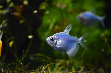 Sticker - Niebieskie rybki tetra kolor w akwarium