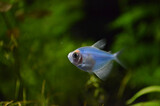 Fototapeta  - Niebieska terra kolor w akwarium