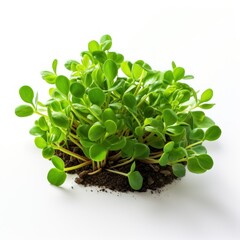 Fresh green fenugreek leaf bunch on white background