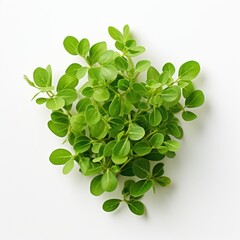 Wall Mural - Fresh green fenugreek leaf bunch on white background