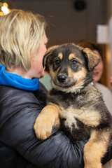 Wall Mural - Brown puppy in the arms of a woman