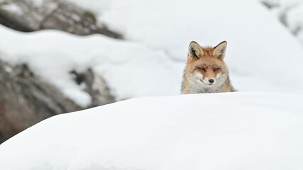 Wall Mural - The amazing red fox on snow (Vulpes vulpes)