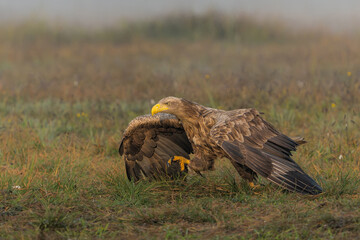 Canvas Print - White tailed eagles (Haliaeetus albicilla) searching for food in the early morning on a field in the forest in Poland. 