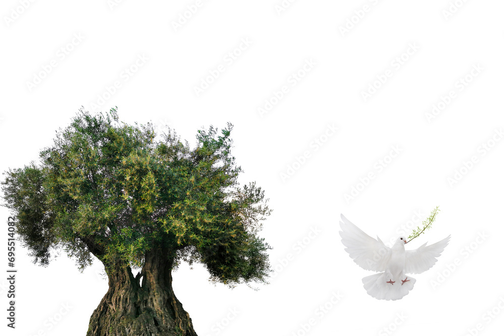 olive tree and white dove flying with olive branch in its beak isolated ...