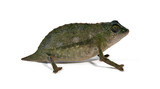 Fototapeta Zwierzęta - Bearded leaf chameleon // Tansania-Zwergchamäleon (Rieppeleon brevicaudatus / Rhampholeon brevicaudatus)