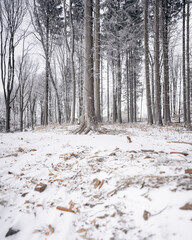 Wall Mural - Pathway in the forest in winter