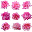 Collage of delicate pink roses isolated on transparent background