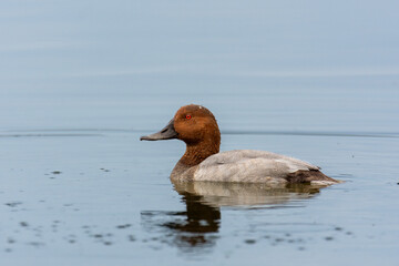 Wall Mural - Close-up of male of the common pochard (Aythya ferina), brown and grey duck swimming in a pond
