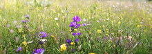 Wild Alpine  Flowers Blooming In A Meadow In Alpine Mountain