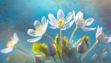 Fototapeta Kwiaty - spring forest white flowers primroses on a beautiful gentle light blue background macro floral desktop wallpaper a postcard romantic soft gentle artistic image free space for text