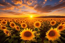 Field Of Sunflowers At Sunset, Backlight Illuminates The Leaves, Clouds Are Moving Towards Sun, Mountains At Background, Golden Hour