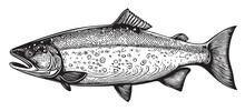 Salmon Fish Sketch Hand Drawn In Doodle Style Illustration