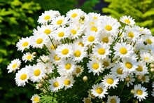 A Bouquet Of White And Yellow Daisies In Front Of A Bush Of Green Leaves In The Background, With A Blurry Background Of Trees And Bushes In The Foreground.