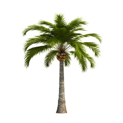 Coconut palm tree isolated on transparent background, cut out, png