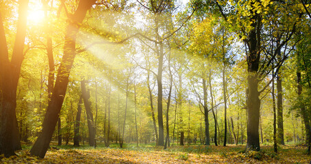 Wall Mural - Rays of sun in beautiful autumn park
