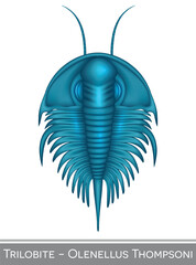 Poster - Trilobite Olenellus Thompsoni,  a Cambrian period creature.