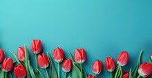 Red Tulips On A Blue Background With Copy Space