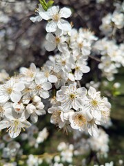 Wall Mural - Spring in the orchard - blossom trees - flower details. White tree flowers - trees in bloom - springtime