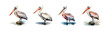 Watercolor pelican set. Vector illustration design.