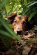 photo of dog stalking prey in the jungle created with Generative Ai