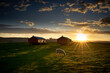 lone sheep grazing in the golden rays of sunset