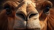  a close up of a camel's face with a blurry look on it's face and it's nose.