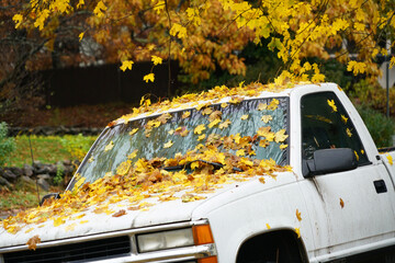 Wall Mural - fallen yellow leaves on the truck hood