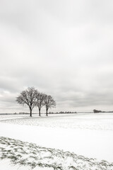 Wall Mural - Dutch winter landscape with a row of three bare tree silhouettes in a snowy field. The photo was taken in the province of North Brabant.