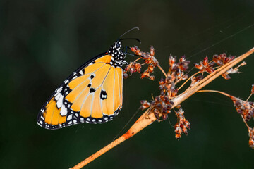 Macro shots, Beautiful nature scene. Closeup beautiful butterfly sitting on the flower in a summer garden.