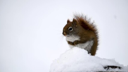Wall Mural - A Red Squirrel sits in the deep snow pack while it is still snowing this Winter day in Upstate NY.