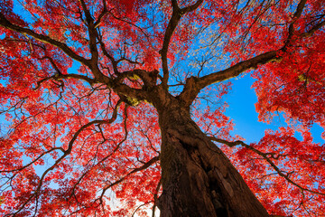 Wall Mural - Japanese maple tree red autumn color