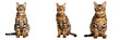 Fierce Bengal Cat in Full Body Pose - Transparent Background