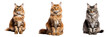 Majestic Maine Coon: Exquisite Full Body Illustration on Transparent Background