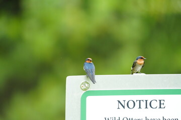 Wall Mural - Hirundo rustica is the scientific name for the barn swallow, a migratory bird found across much of the world. It belongs to the family Hirundinidae, which includes other species of swallows. |家燕