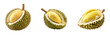Tropical Delight: Juicy Durian Fruit Set with Transparent Background