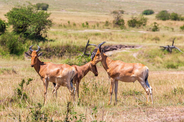 Poster - Hartebeest animals on the savannah in Africa