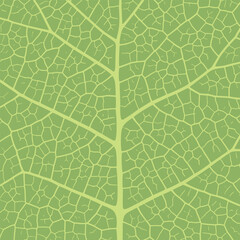 Wall Mural - leaf vein texture abstract background with close up plant leaf cells ornament texture pattern.