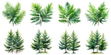Spruce Trees And Cypress Leaves Artificial Intelligence Generative