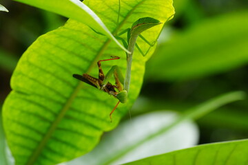 Wall Mural - The Carolina mantis, scientifically known as Stagmomantis carolina, is a species of praying mantis native to North America.|卡罗来纳螳螂