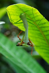 Wall Mural - The Carolina mantis, scientifically known as Stagmomantis carolina, is a species of praying mantis native to North America.|卡罗来纳螳螂