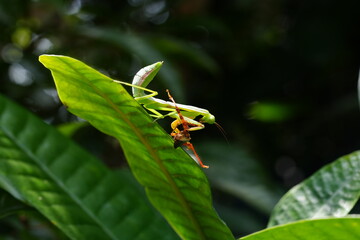 Wall Mural - The Carolina mantis, scientifically known as Stagmomantis carolina, is a species of praying mantis native to North America.|卡罗来纳螳螂