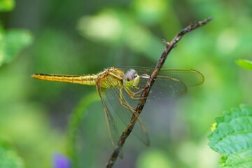 Canvas Print - The Wandering Glider (Pantala flavescens) is a species of dragonfly known for its incredible long-distance migrations, making it one of the most widely distributed dragonflies in the world.|黃蜻