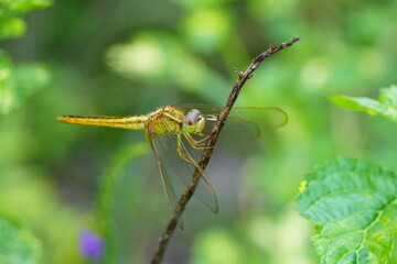 Canvas Print - The Wandering Glider (Pantala flavescens) is a species of dragonfly known for its incredible long-distance migrations, making it one of the most widely distributed dragonflies in the world.|黃蜻