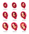 Human embryo development stages. Pregnancy and fetal body growth calendar from 1 to 9 month to birth. Vector illustration