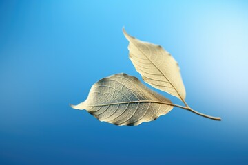 two leaves are pictured in a close up view on a branch. this image can be used to depict nature, pla