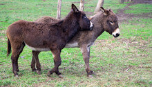 A Brown Donkey Couple Cuddeling Together On A Green Field On A German Farm